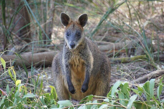 Phillip Island Penguin Parade Tour max 11 Hotel Pickup - Why This Tour Offers Great Value