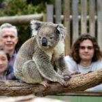 Phillip Island Penguin Parade, Wildlife and Beach Boxes Bus Tour - What Reviewers Loved (and Not)