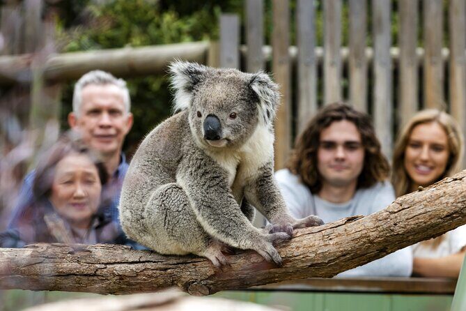 Phillip Island Penguin Parade, Wildlife and Beach Boxes Bus Tour - What Reviewers Loved (and Not)
