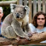 Phillip Island Penguin Parade with Expert Local Guide - Why the Price Represents Good Value