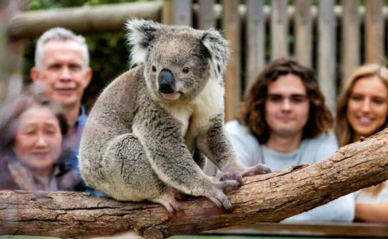 Phillip Island Penguin Parade with Expert Local Guide - Why the Price Represents Good Value