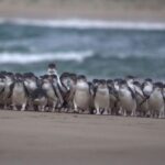 Phillip Island: Penguins and Wildlife Full-Day Tour - What You Get for the Price