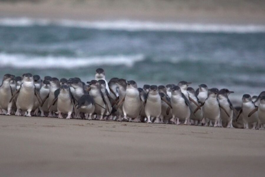 Phillip Island: Penguins and Wildlife Full-Day Tour - What You Get for the Price