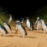 Phillip Island: Private Guided Tour with Penguin Parade - Insights from Reviewers