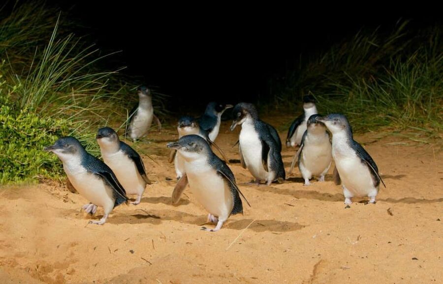 Phillip Island: Private Guided Tour with Penguin Parade - Insights from Reviewers