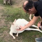 Phillip Island Private Tour Penguins Wildlife and Scenic Views - Who Is This Tour Best For?