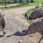 Phillip Island: Private Tour with Penguin Parade - Who Will Love This Tour?