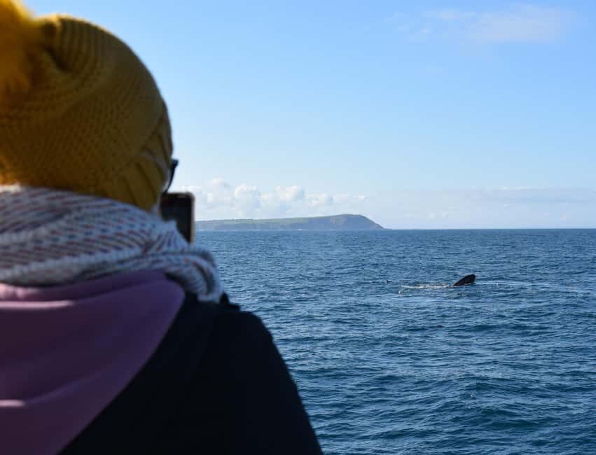 Phillip Island: Whale Watching Boat Tour - Is it Worth the Price?