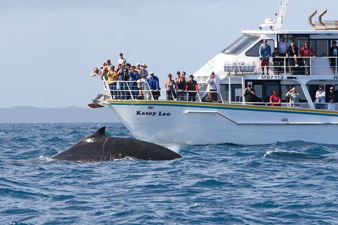 Phillip Island Whale Watching Tour - The Experience in Detail