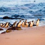 Phillip Island Wildlife Tour: Koalas, Penguins & Coastal Views - What’s Included and Not