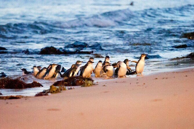 Phillip Island Wildlife Tour: Koalas, Penguins & Coastal Views - What’s Included and Not