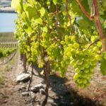 Picton Cruise Ship Shore Excursion Marlborough Wine Tour - The Experience We Loved