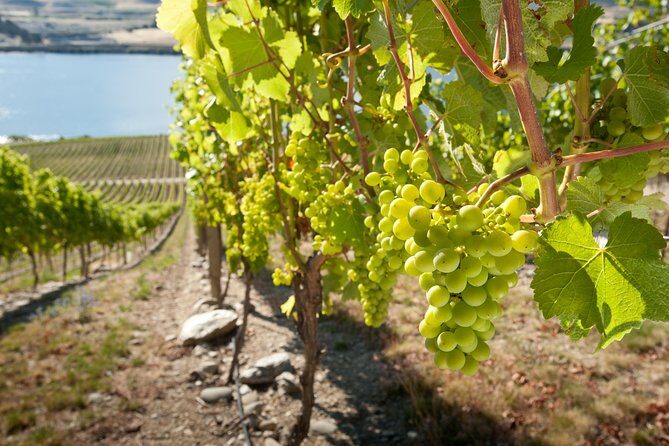 Picton Cruise Ship Shore Excursion Marlborough Wine Tour - The Experience We Loved