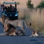 Pilanesberg Big 5 Game Safari: TRANSFER & ENTRANCE INCLUDED - The Value of the Experience