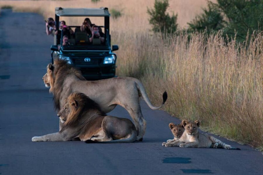 Pilanesberg Big 5 Game Safari: TRANSFER & ENTRANCE INCLUDED - The Value of the Experience