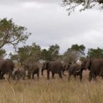 Pilanesberg full day game drive departing from Johannesburg - Practical Details & Tips for Travelers