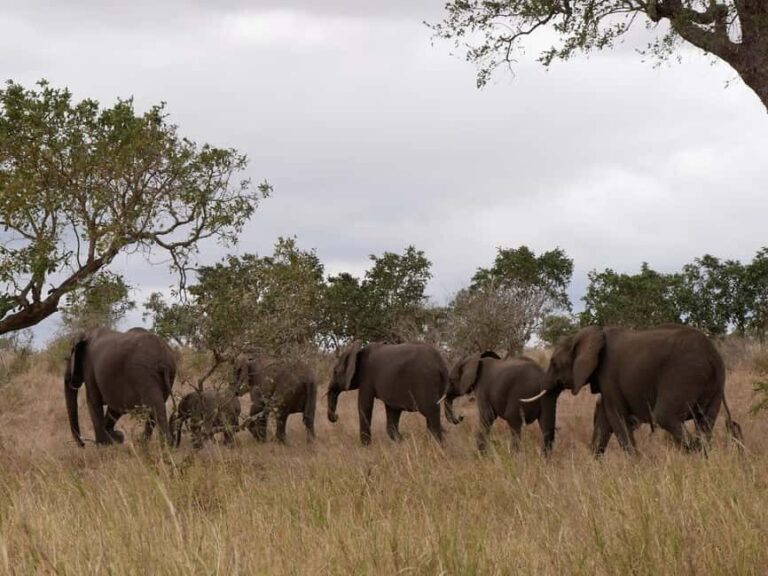 Pilanesberg full day game drive departing from Johannesburg - Practical Details & Tips for Travelers