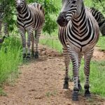 Pilanesberg Full Day Safari from Johannesburg - What Makes This Tour Stand Out?