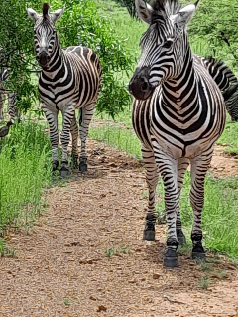 Pilanesberg Full Day Safari from Johannesburg - What Makes This Tour Stand Out?