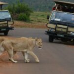 Pilanesberg Full-Day Shared Safari with Sun City Visit - How the Experience Adds Value
