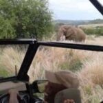 Pilanesberg : Game Drive with Lunch - Manyane Gate - The Itinerary and What Makes It Special