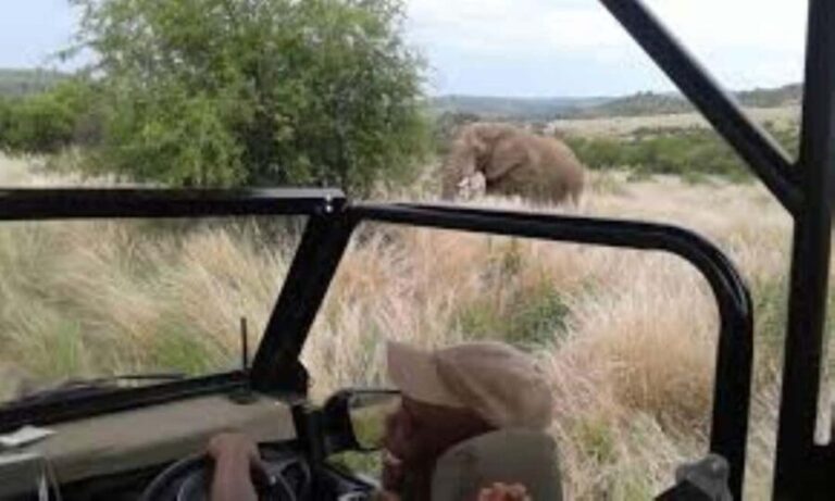 Pilanesberg : Game Drive with Lunch - Manyane Gate - The Itinerary and What Makes It Special