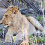 Pilanesberg Game Reserve Full Day Safari - What Makes This Safari Stand Out?