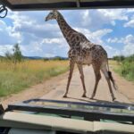 Pilanesberg National Park: 2 Day, 1 night Guided Safari - What Makes This Safari Stand Out