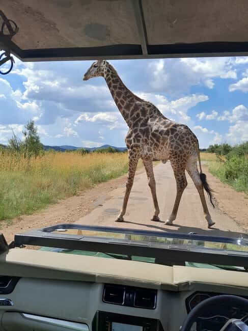 Pilanesberg National Park: 2 Day, 1 night Guided Safari - What Makes This Safari Stand Out