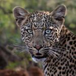 Pilanesberg Prestige Safari - The Experience: From Arrival to Departure