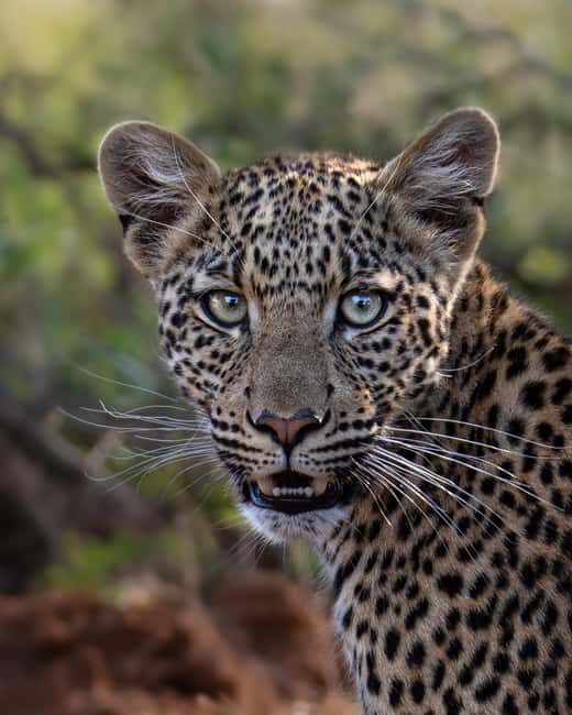 Pilanesberg Prestige Safari - The Experience: From Arrival to Departure