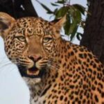 Pilanesberg : Sunrise Morning Game Drive - The Value of a $55 Safari