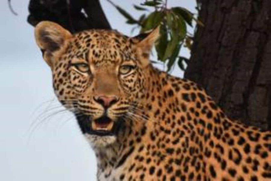 Pilanesberg : Sunrise Morning Game Drive - The Value of a $55 Safari