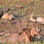 Pilanesberg : Sunset Afternoon Drive - An In-Depth Look at the Sunset Afternoon Drive