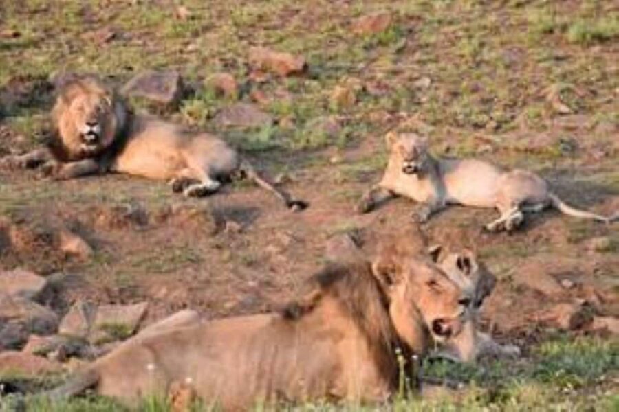 Pilanesberg : Sunset Afternoon Drive - An In-Depth Look at the Sunset Afternoon Drive