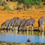 Pilanesburg National Park Tour - What to Expect from the Tour