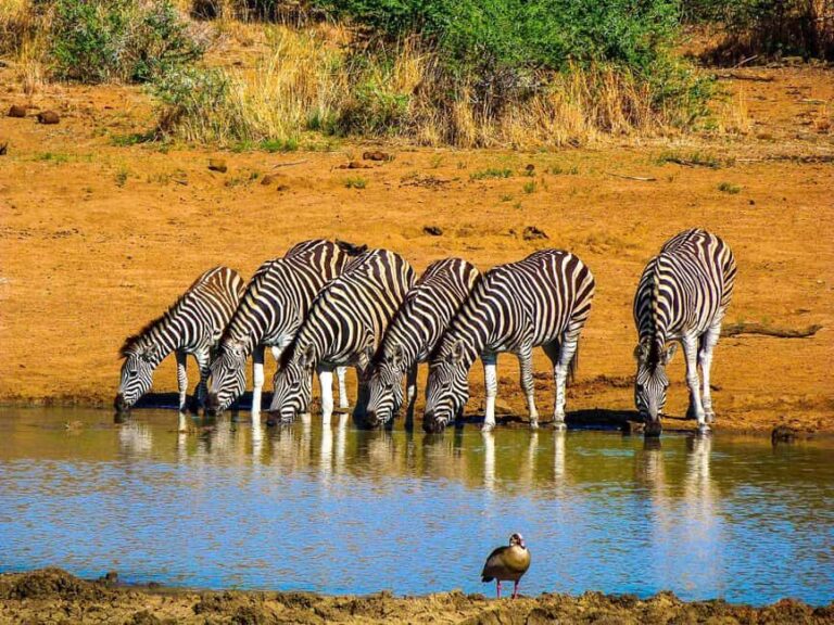 Pilanesburg National Park Tour - What to Expect from the Tour