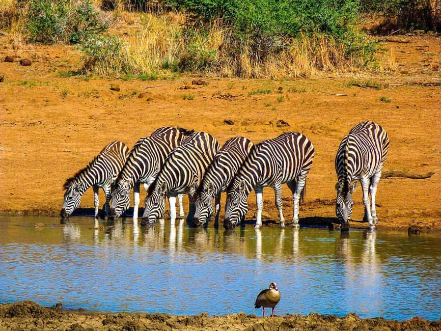 Pilanesburg National Park Tour - What to Expect from the Tour