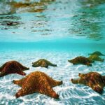 Pingwe: Tandem Clear Kayak Adventure and Rock Restaurant - Key Points