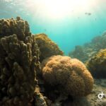 Pivate scuba diving in the Red Sea of Aqaba - What Makes This Tour Stand Out?