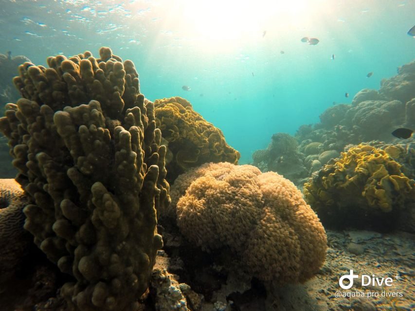 Pivate scuba diving in the Red Sea of Aqaba - What Makes This Tour Stand Out?