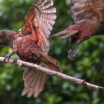 Pkaha National Wildlife Centre Guided Tour from Wellington - A Detailed Look at the Pukaha Wildlife Centre Tour