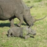 Place of Wonder: Isimangaliso Wetland Park - Safari Drives - An In-Depth Look at the Experience