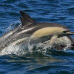 Plettenberg Bay: Dolphin and Marine Boat Tour - The Sum Up