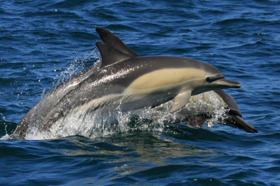 Plettenberg Bay: Dolphin and Marine Boat Tour - The Sum Up