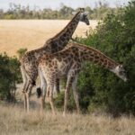 Plettenberg Bay Game Reserve: 2-Hour Game Drive - Authentic Insights From Reviews