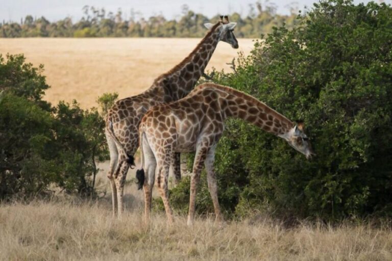 Plettenberg Bay Game Reserve: 2-Hour Game Drive - Authentic Insights From Reviews