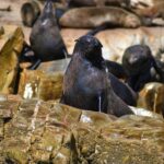 Plettenberg Bay: Seal Colony Viewing Excursion - What to Expect on the Seal Colony Viewing Tour