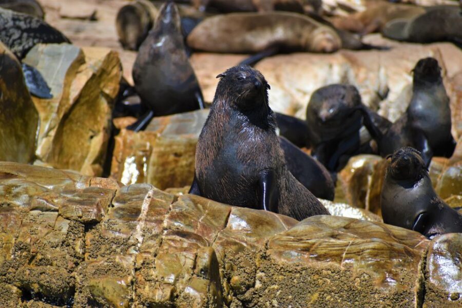 Plettenberg Bay: Seal Colony Viewing Excursion - What to Expect on the Seal Colony Viewing Tour