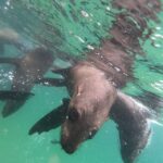 Plettenberg Bay: Seal Swimming Experience - FAQ